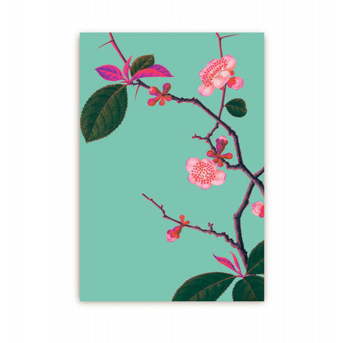 Postkarte - Pyrus Japonica